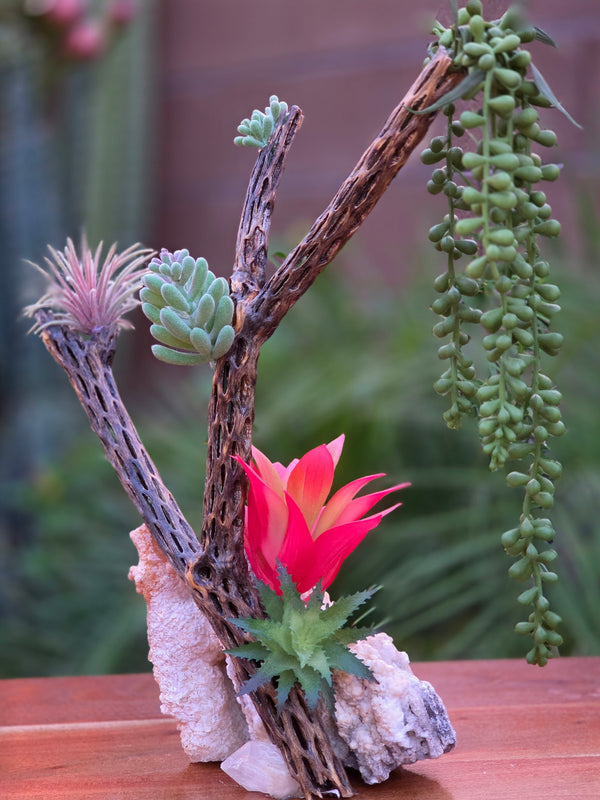 Calcite , Cholla and Saculents