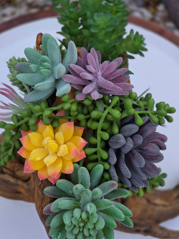 Cholla Cactus Root and Succulents Centerpiece arrangement